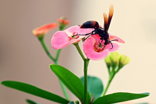 worldwide wasps