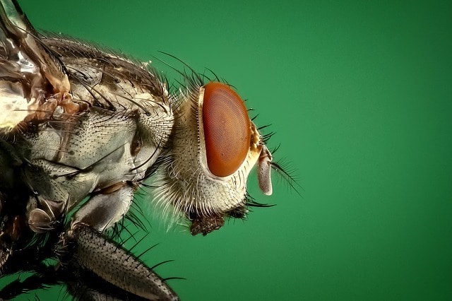 close up of fly