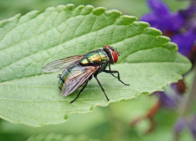 fly on leaf