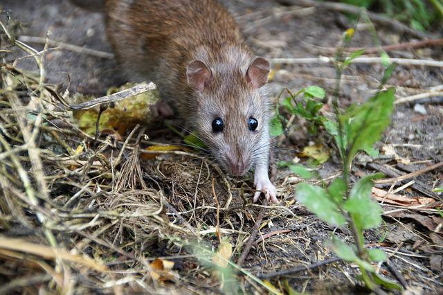 rats have neophobia
