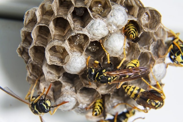 What Happens To Wasps In Autumn? | Diamond Pest Control London