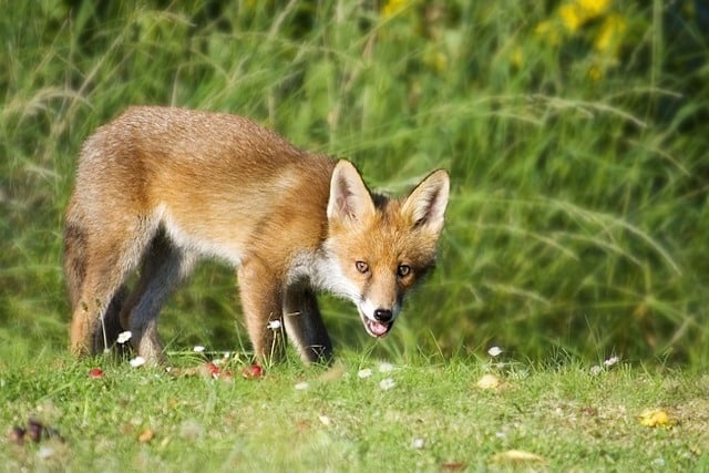 london fox control