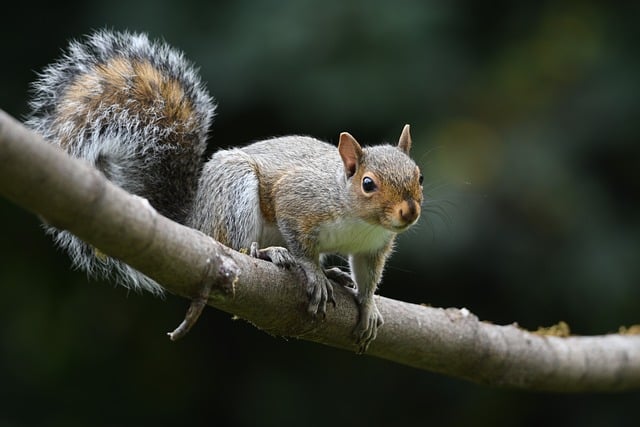 facts about squirrels in the uk