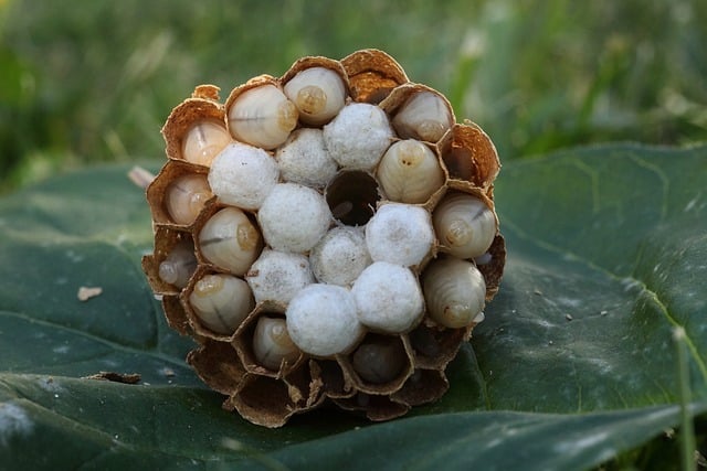 asian hornets invading uk