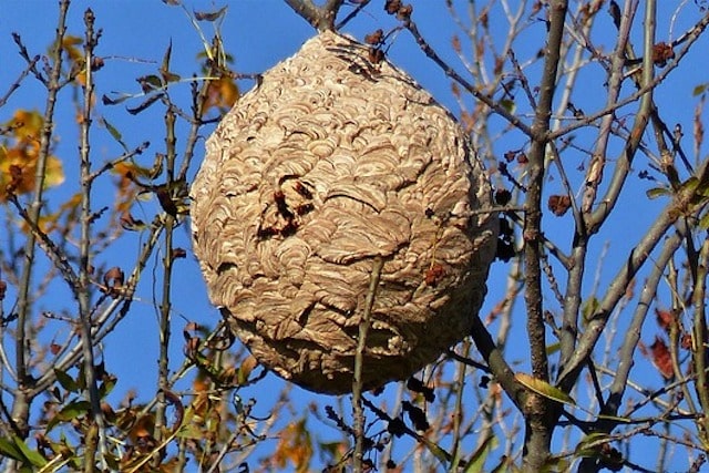 hornets nest in tree
