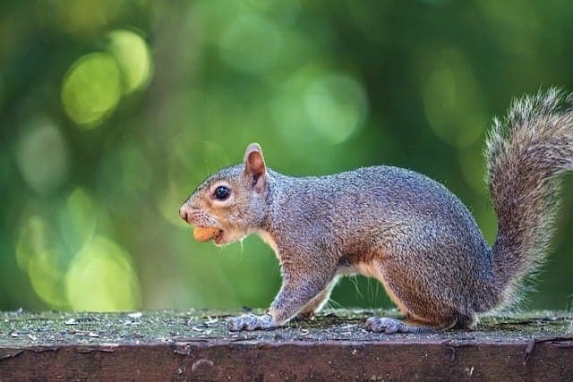 grey squirrel
