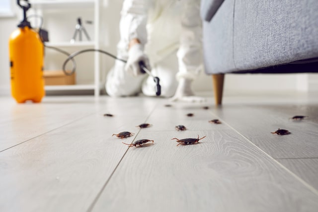 cockroaches breed infestation