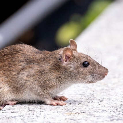 rat exterminators in london rat exterminators in london