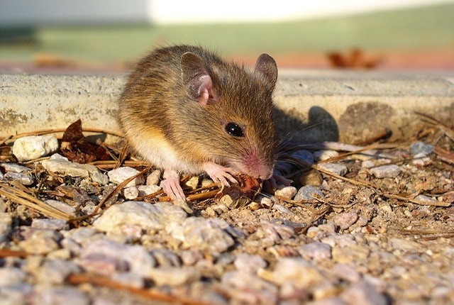rodent control london insect control london