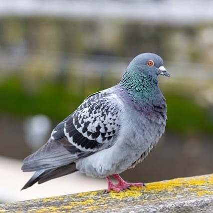 specialist bird control in london