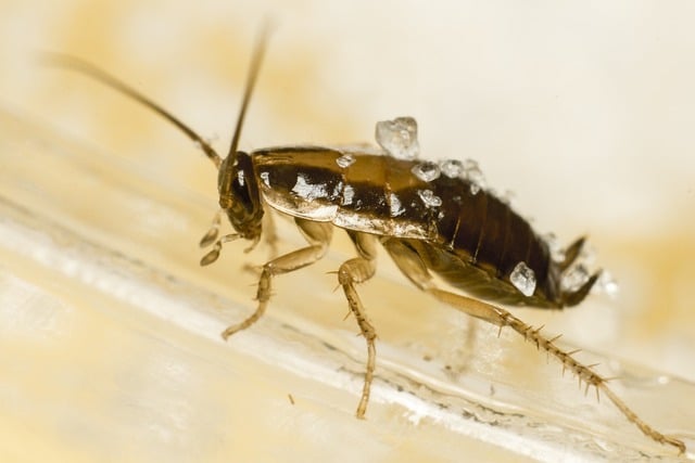 cockroach in damp london house
