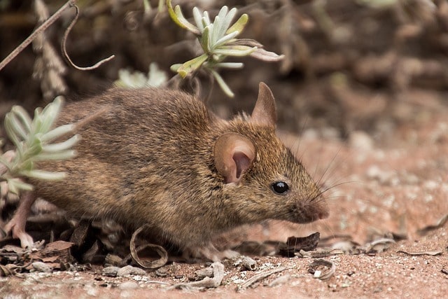 rats and mice