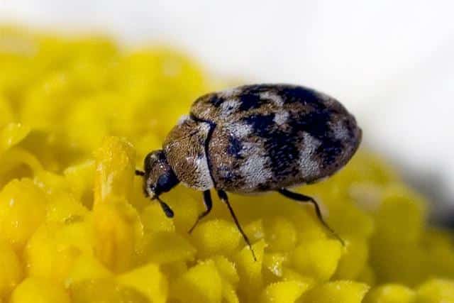 carpet beetle