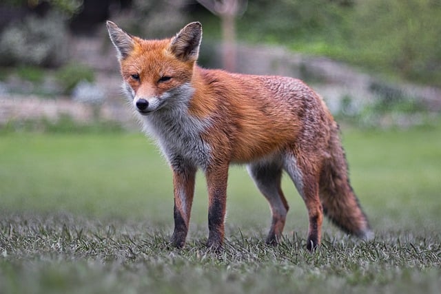 foxes in london park