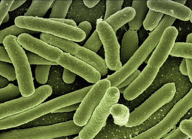 cockroach and flea bacteria