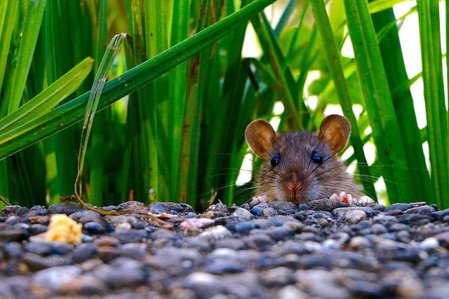 rat in garden