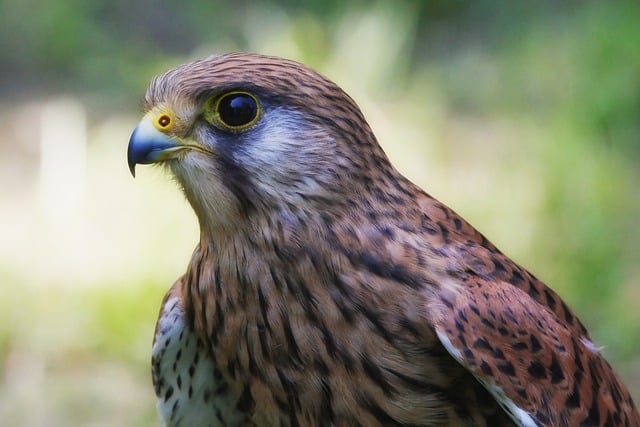 falcons deter pest birds