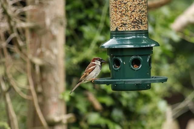 pests around bird feeder
