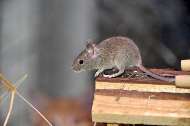 mice in the uk