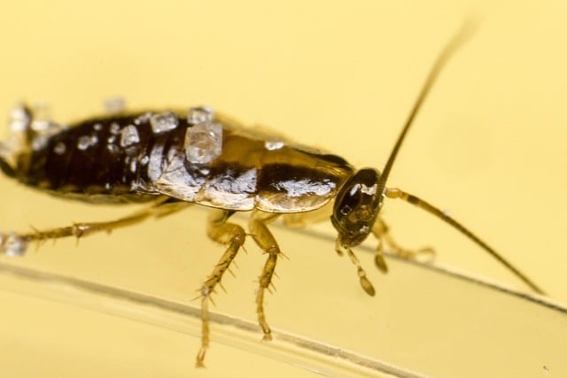 expert cockroach control