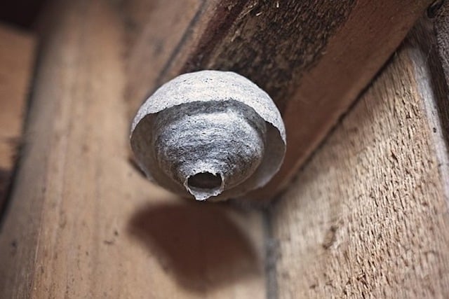 wasps nest on house eaves